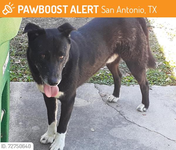 Found/Stray Male Dog last seen Cresham and Fremont, San Antonio, TX 78218