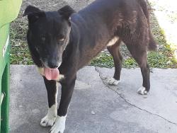 Found/Stray Male Dog last seen Cresham and Fremont, San Antonio, TX 78218