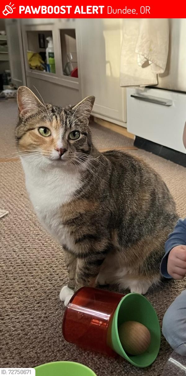 Lost Female Cat last seen Fox Farm Rd, Dundee, OR 97115