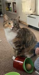 Lost Female Cat last seen Fox Farm Rd, Dundee, OR 97115