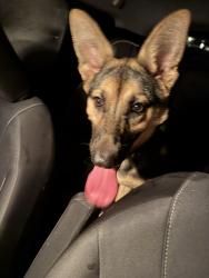 Found/Stray Female Dog last seen I 35 and w cannon , Austin, TX 78744