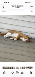 Lost Male Cat last seen Lion express , Port Deposit, MD 21904