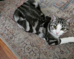 Lost Male Cat last seen Tropicana and Jimmy Durante, Las Vegas, NV 89122