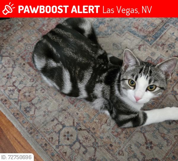 Lost Male Cat last seen Tropicana and Jimmy Durante, Las Vegas, NV 89122