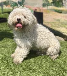 Found/Stray Male Dog last seen Near block of 60th St, Los Angeles, CA 90047
