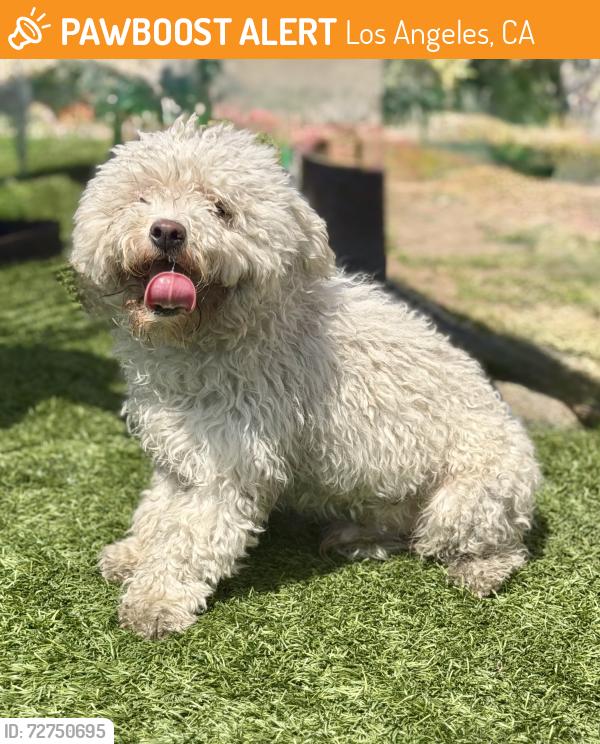 Found/Stray Male Dog last seen Near block of 60th St, Los Angeles, CA 90047