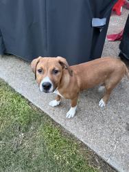 Found/Stray Male Dog last seen Blackburg , Memphis, TN 38135