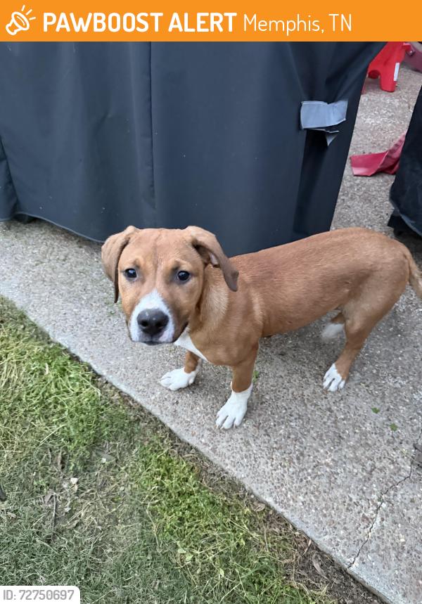 Found/Stray Male Dog last seen Blackburg , Memphis, TN 38135