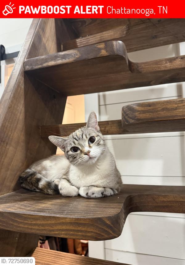 Lost Female Cat last seen Igou gap Rd, jenkins Rd, Chattanooga, TN 37421