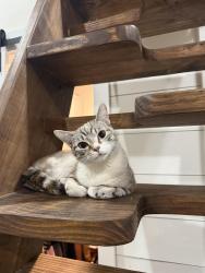 Lost Female Cat last seen Igou gap Rd, jenkins Rd, Chattanooga, TN 37421