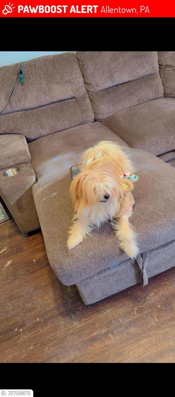 Lost Male Dog last seen 15th and liberty street, Allentown, PA 18102