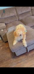 Lost Male Dog last seen 15th and liberty street, Allentown, PA 18102