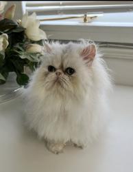 Lost Male Cat last seen Fuller Park, Napa, CA 94559