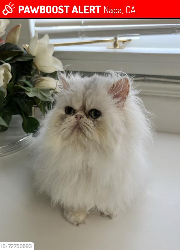 Lost Male Cat last seen Fuller Park, Napa, CA 94559