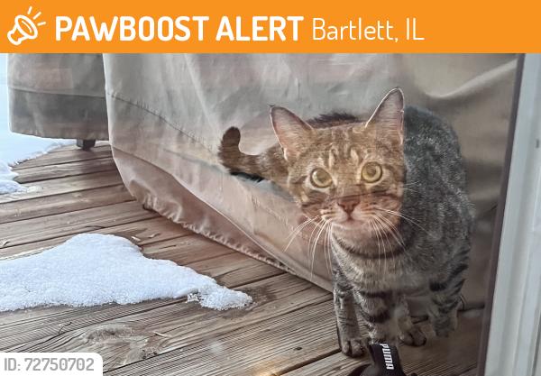 Found/Stray Unknown Cat last seen Amherst , Bartlett, IL 60103