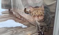 Found/Stray Unknown Cat last seen Amherst , Bartlett, IL 60103