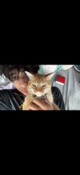 Lost Male Cat last seen Big ol tiers, Millcreek, UT 84106