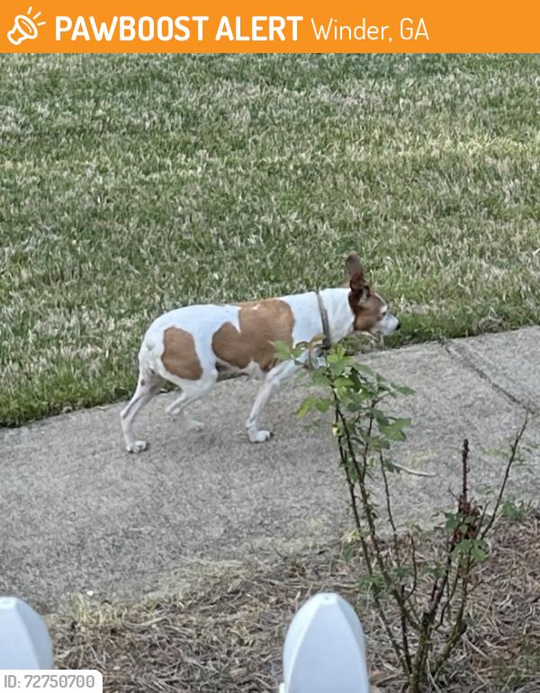 Found/Stray Female Dog last seen Saint Ives Crossing , Winder, GA 30680