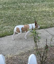 Found/Stray Female Dog last seen Saint Ives Crossing , Winder, GA 30680