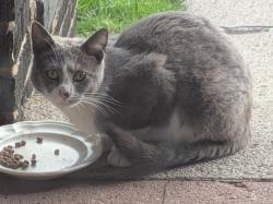 Found/Stray Unknown Cat last seen Elgin and Euclid, Pittsburgh, PA 15206