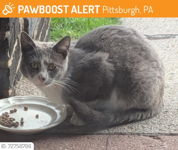 Found/Stray Unknown Cat last seen Elgin and Euclid, Pittsburgh, PA 15206