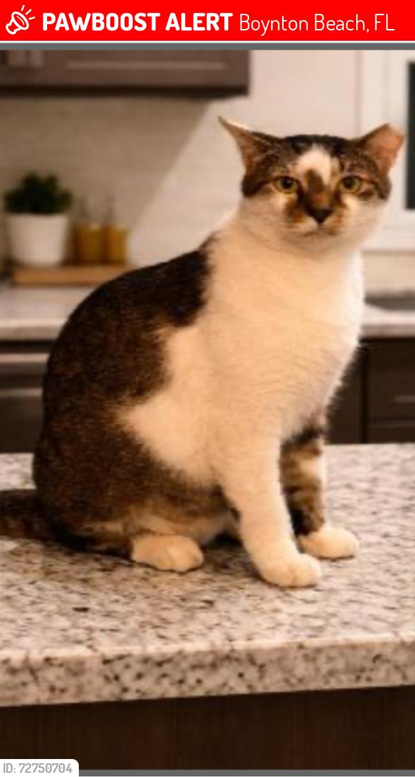 Lost Male Cat last seen Next to World’s Famous Restsurant, Boynton Beach, FL 33426