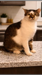 Lost Male Cat last seen Next to World’s Famous Restsurant, Boynton Beach, FL 33426