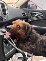 Found/Stray Male Dog last seen Dumped at this address, Macon, GA 31204