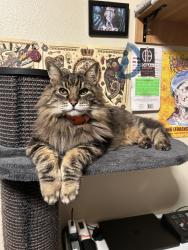 Lost Male Cat last seen Victoria Grove Community. Victoria Grove Parkway & Greentree Drive, El Sobrante, CA 92503
