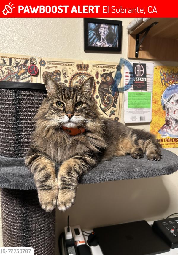 Lost Male Cat last seen Victoria Grove Community. Victoria Grove Parkway & Greentree Drive, El Sobrante, CA 92503