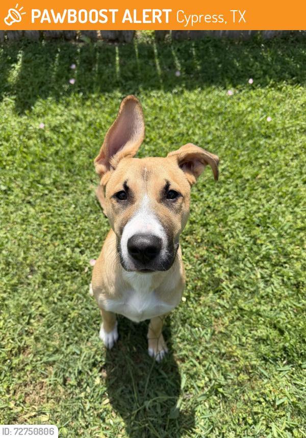 Found/Stray Female Dog last seen Miller Meadows Lane and Hillside Park Way, Cypress, TX 77433