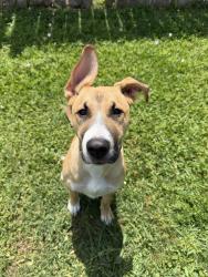 Found/Stray Female Dog last seen Miller Meadows Lane and Hillside Park Way, Cypress, TX 77433