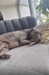 Lost Female Dog last seen earlswood road , Belfast, Northern Ireland 