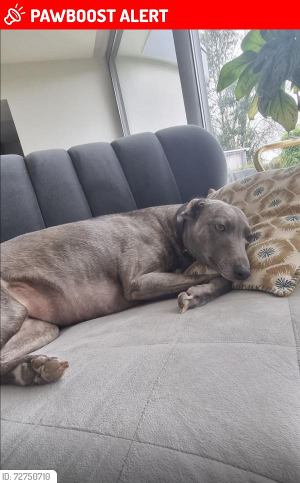 Lost Female Dog last seen earlswood road , Belfast, Northern Ireland 