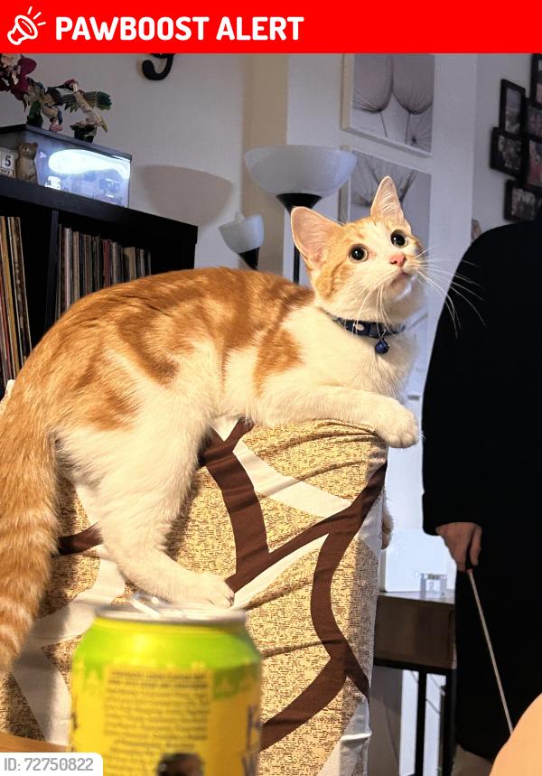 Lost Female Cat last seen Voyager drive , Swindon, England SN25