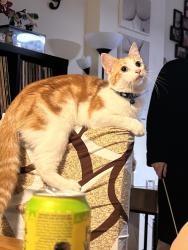 Lost Female Cat last seen Voyager drive , Swindon, England SN25