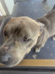 Found/Stray Male Dog last seen Faxon, Memphis, TN 38112
