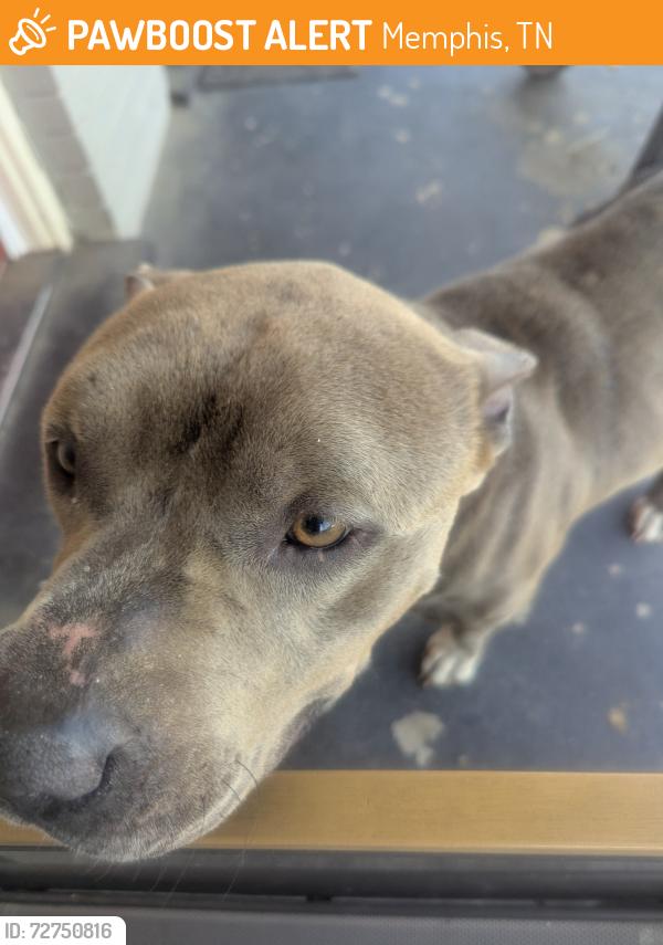 Found/Stray Male Dog last seen Faxon, Memphis, TN 38112