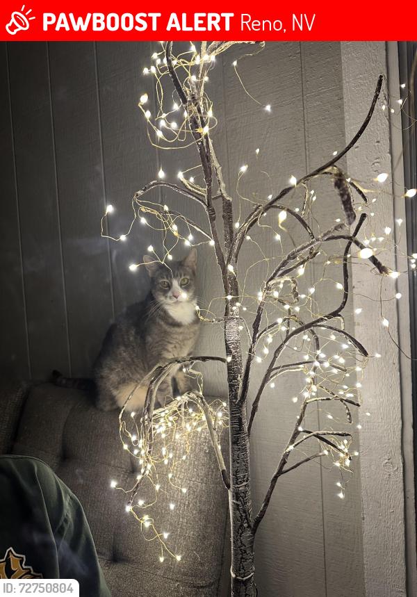 Lost Unknown Cat last seen Near Offenhauser drive Reno NV 89511, Reno, NV 89511