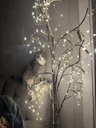 Lost Unknown Cat last seen Near Offenhauser drive Reno NV 89511, Reno, NV 89511