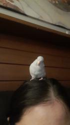 Lost Unknown Bird last seen Near Beaumaris Road, Edmonton, AB T5X 5E2