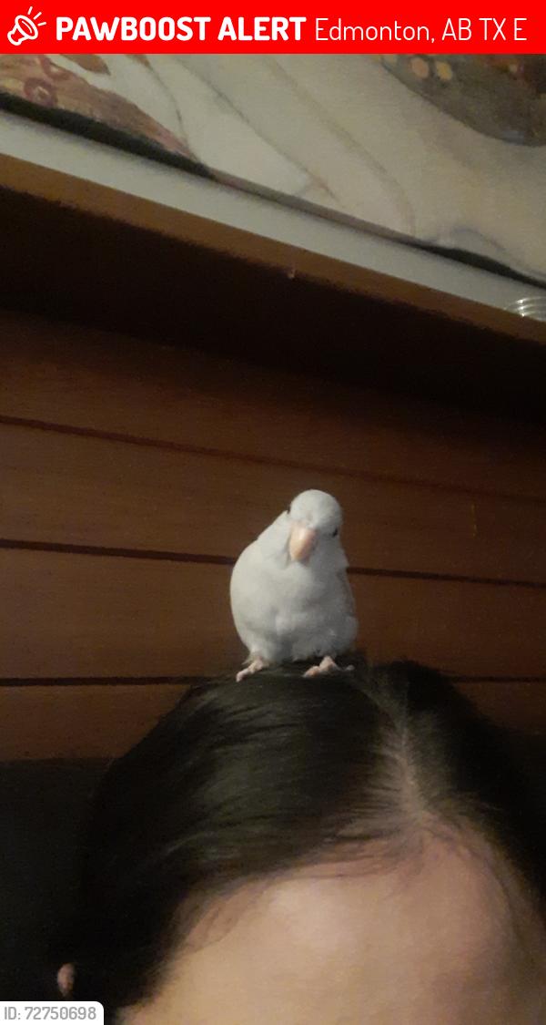 Lost Unknown Bird last seen Near Beaumaris Road, Edmonton, AB T5X 5E2
