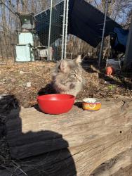 Found/Stray Male Cat last seen east river rd ne, Rochester, MN 55906