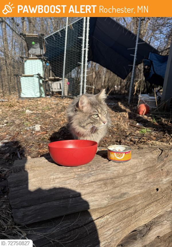Found/Stray Male Cat last seen east river rd ne, Rochester, MN 55906