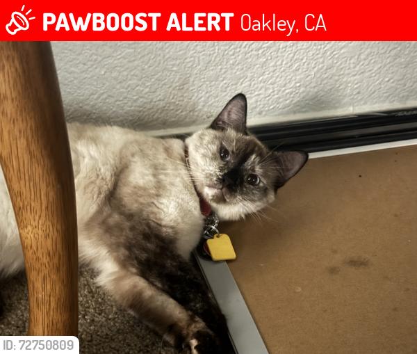 Lost Female Cat last seen Holly creek park, Carrington drive, Verona ave, Oakley, CA 94561