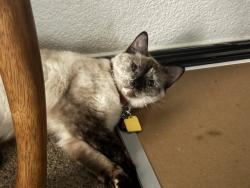 Lost Female Cat last seen Holly creek park, Carrington drive, Verona ave, Oakley, CA 94561