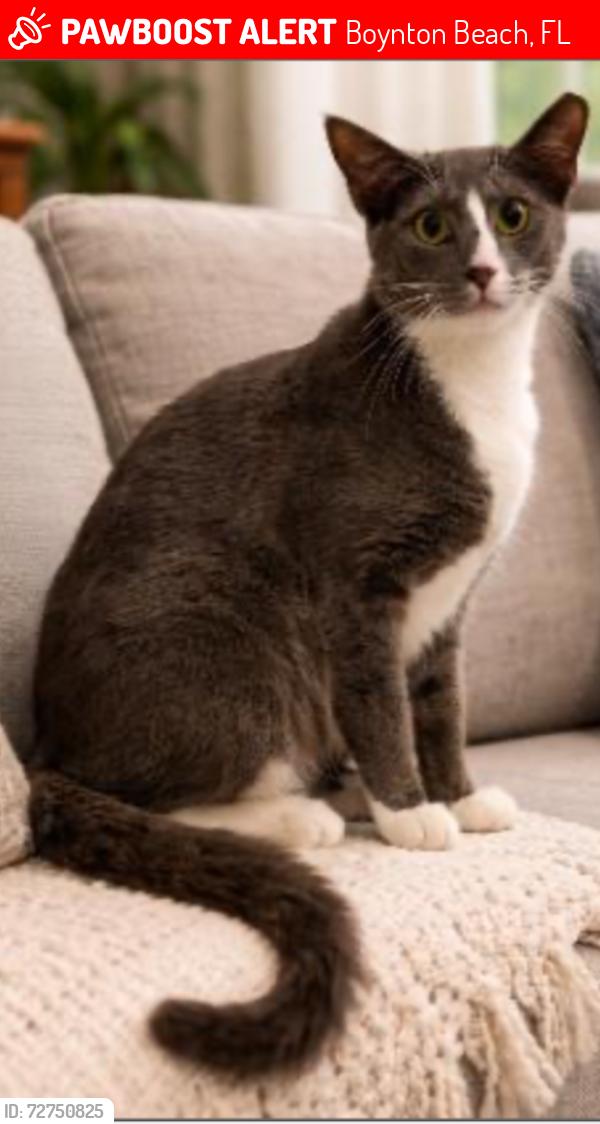 Lost Male Cat last seen Back side parking lot of Courtyard Marriott, Boynton Beach, FL 33426