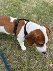 Lost Male Dog last seen Parvin & Corrington, Kansas City, MO 64117