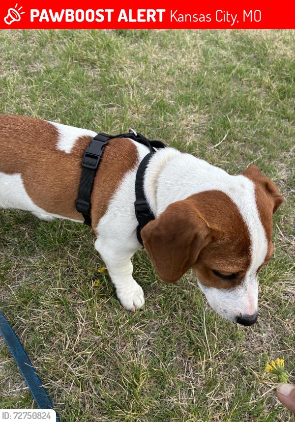 Lost Male Dog last seen Parvin & Corrington, Kansas City, MO 64117
