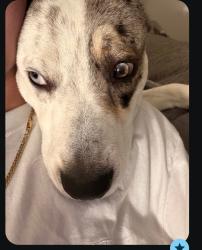 Lost Male Dog last seen Ruby hill, Denver, CO 80223